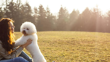 Bichon frisé avec propriétaire