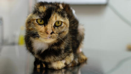 oorloze kat bij de dierenarts
