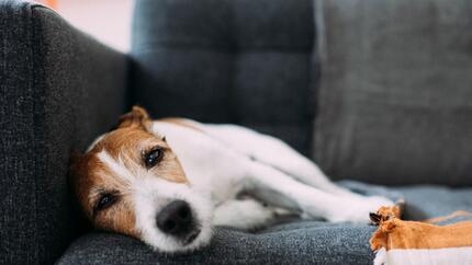 huidkanker bij de hond