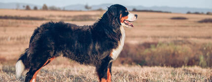 hond staat in veld