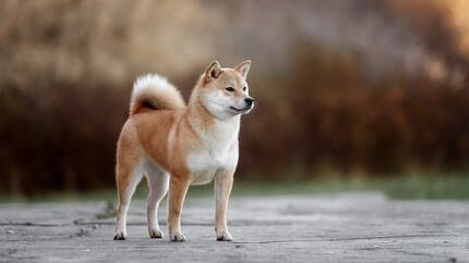 Shiba Inu marchant dans un parc