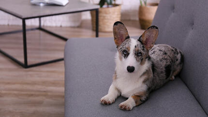 Chien couché sur un canapé gris