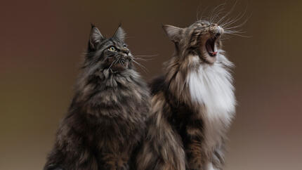 Katten met lange vacht
