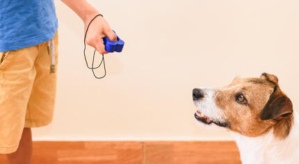 Dressage d’un chien avec un clicker