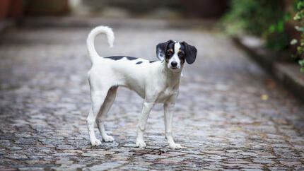 Les meilleurs noms français pour chiens 