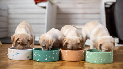 Honden eten