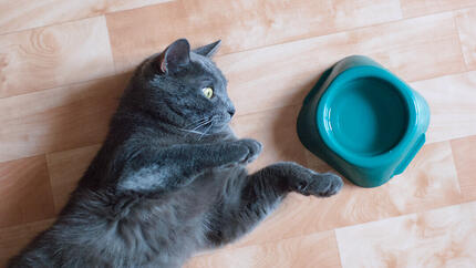 Kat naast waterbak