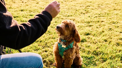 Eigenaar traint hond