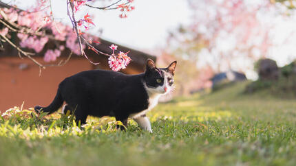 De 90 beste Japanse kattennamen