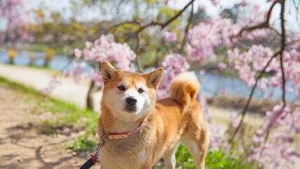 Top 90 des noms japonais pour chiens