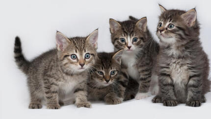 25 interessante kittenweetjes  