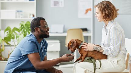 Chemische versus chirurgische castratie bij de hond