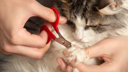 Kat wordt geschoren