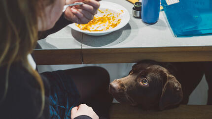 Welke menselijke voedingsmiddelen mogen honden eten? 