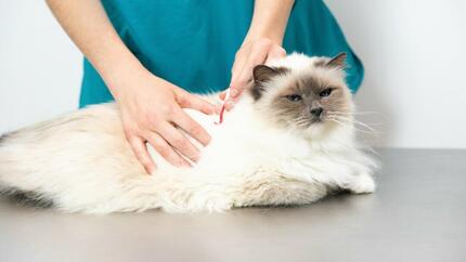 Chat blanc examiné par un vétérinaire
