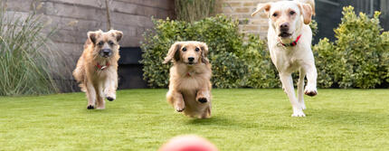trois chiens qui courent derrière une balle dans un jardin