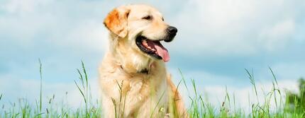 chien au pelage blond dans un champ 