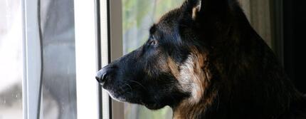 Duitse herder kijkt uit raam 