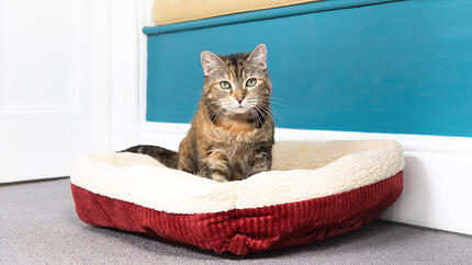 Kat zittend in een rood bed