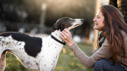 Lévrier Whippet noir et blanc caressé par son maître