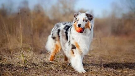 Australische herder met bal in mond
