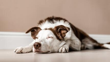 chien qui dort 