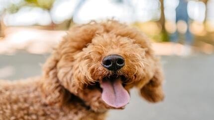 chien croisé avec langue qui pend