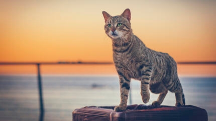 Chat regardant au loin