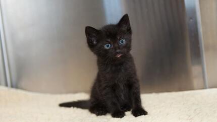 chaton noir aux yeux bleus