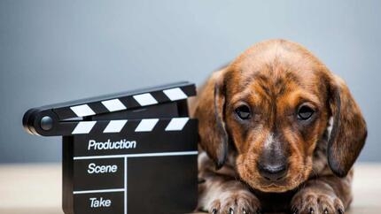 chiot à côté d’un clap de fin de film