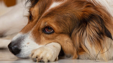 chien couché sur sa patte