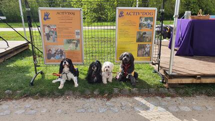 Chien Activ’Dog 2