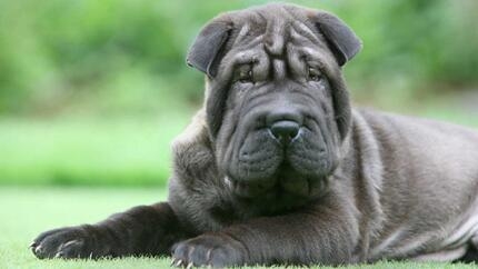 chiot shar-pei couché sur l’herbe