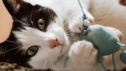 chat blanc et noir qui joue