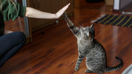 une femme et un chat se font un high five
