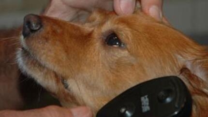 Veterenar vérifie les yeux du chien