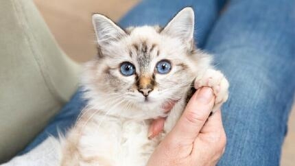 Prix d'un chaton : combien coûte vraiment un chat ?