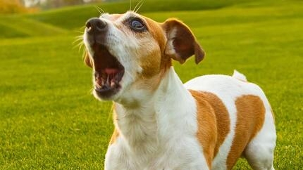 jack russel blaft in veld