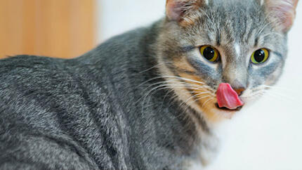 een kat likt zijn lippen