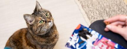 Kat zat te kijken naar Felix kattensnoepje in de hand van een persoon