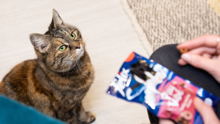 Le chat regardait la friandise pour chat Felix dans la main de la personne