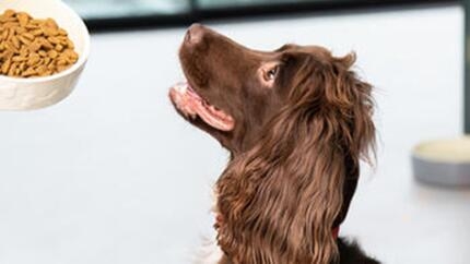chien regarde maitre