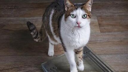 Magere kat