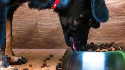 Een puppy die uit een voerbak eet