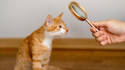 Persoon met een vergrootglas die naar een kat kijkt