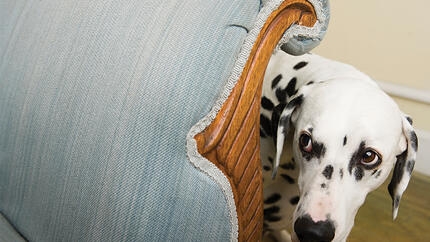 Chien derrière un canapé