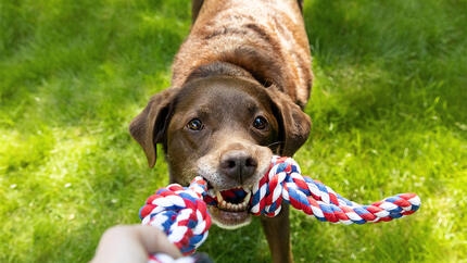 Labrador tirant sur un jouet en corde tenu dans la main d'une personne