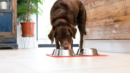 L'importance des fibres dans l'alimentation de votre chien