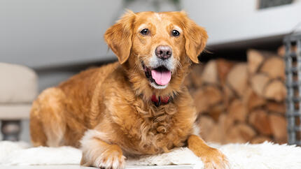Insuffisance rénale chez les chiens