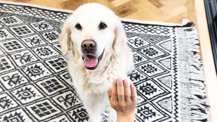 Golden Retriever donnant la patte à une personne